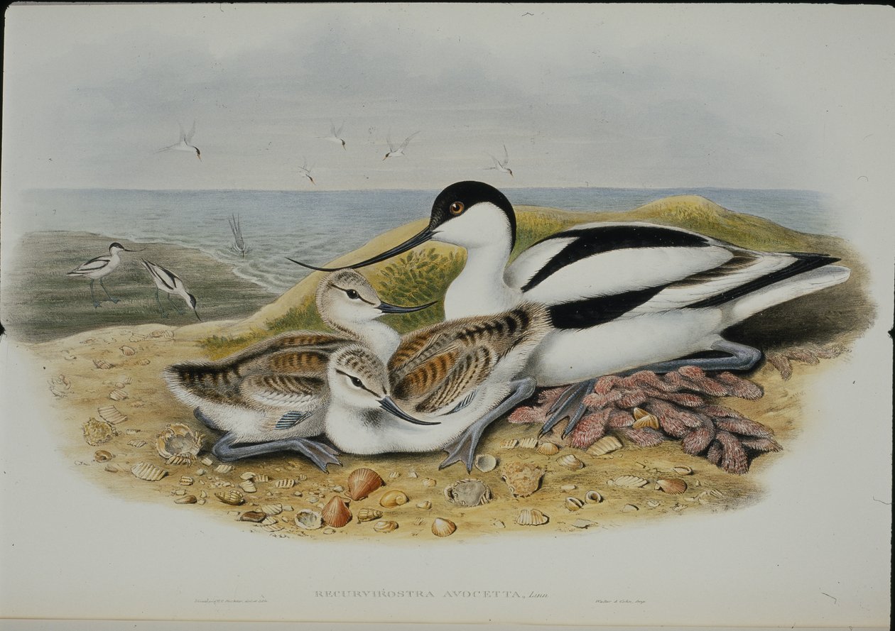 Avocet by John (after) Gould