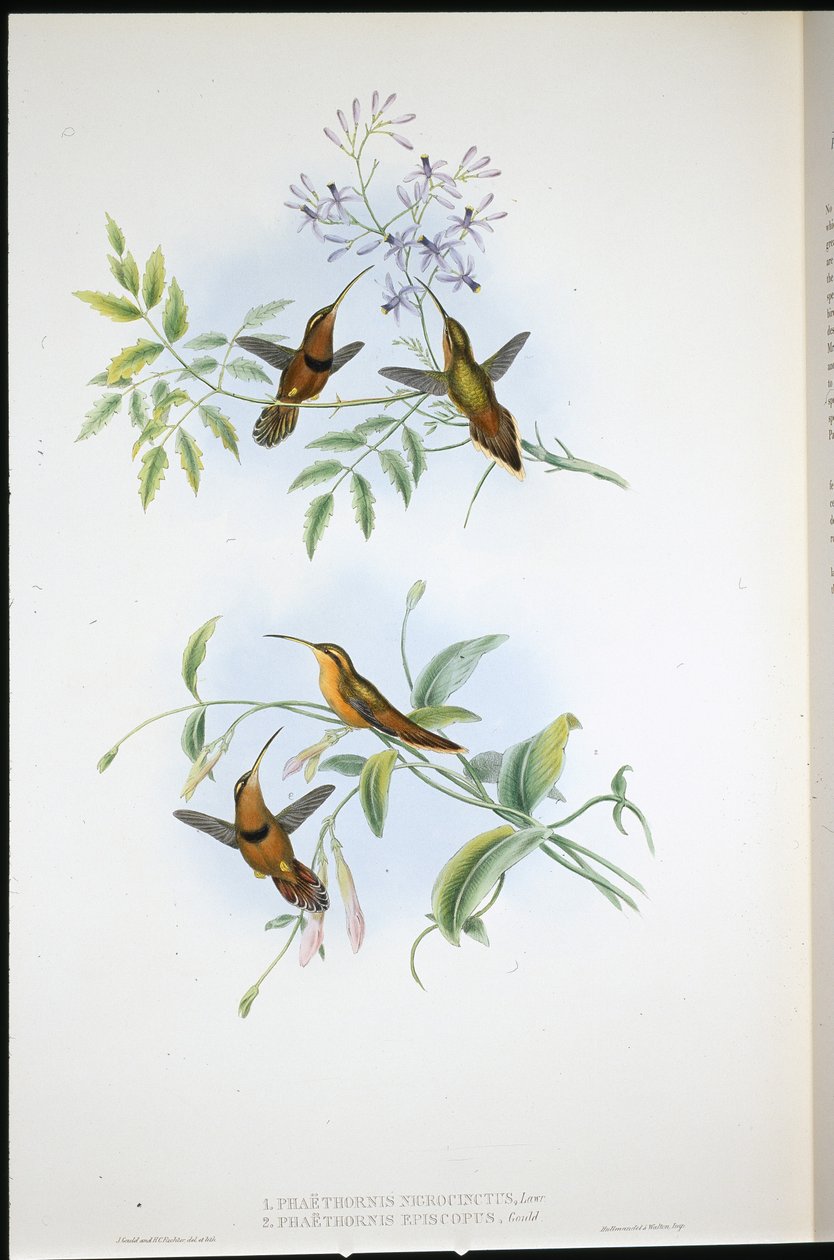 Belted Hermit and Bishop Hermit by John (after) Gould