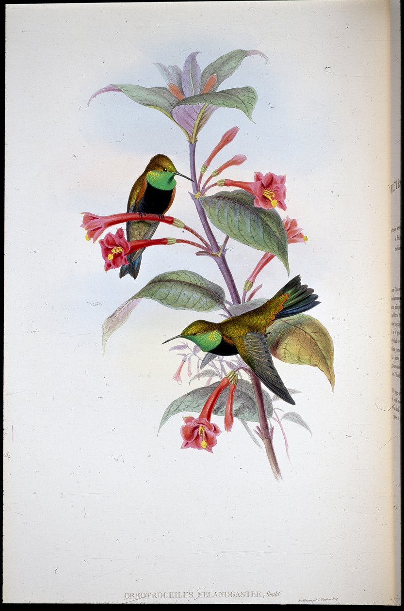Black-breasted Hill Star by John (after) Gould
