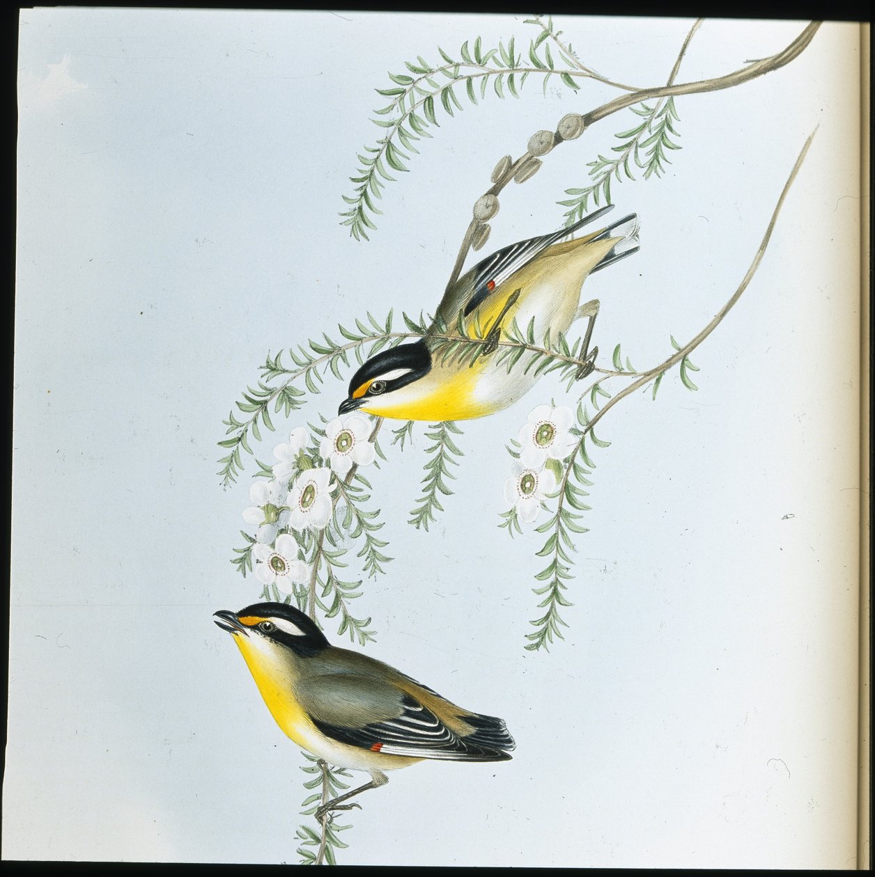 Black-headed Pardalote by John (after) Gould