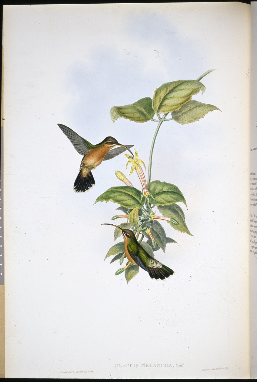 Black-tailed Hermit by John (after) Gould