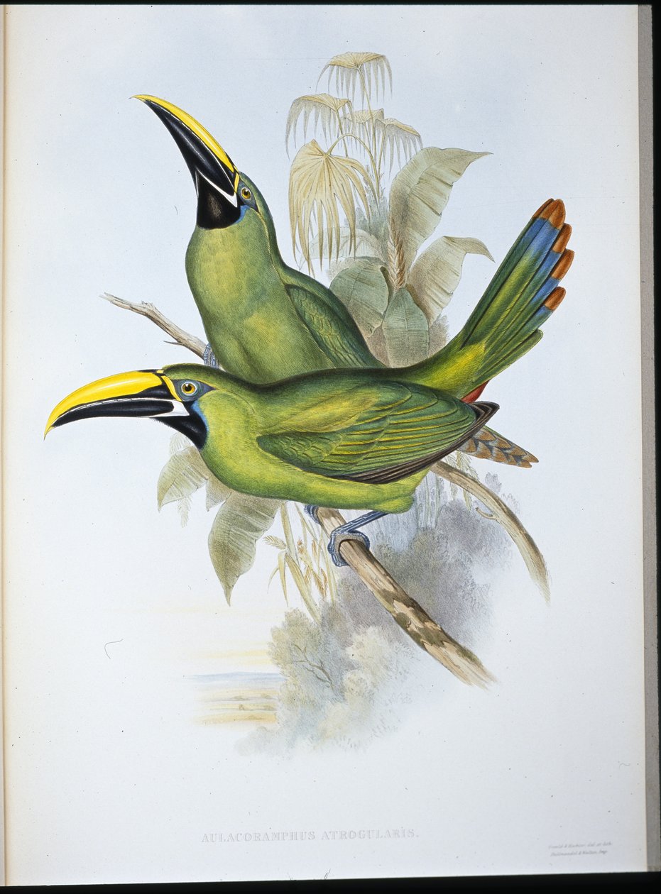 Black-throated Groove-bill Toucan by John (after) Gould
