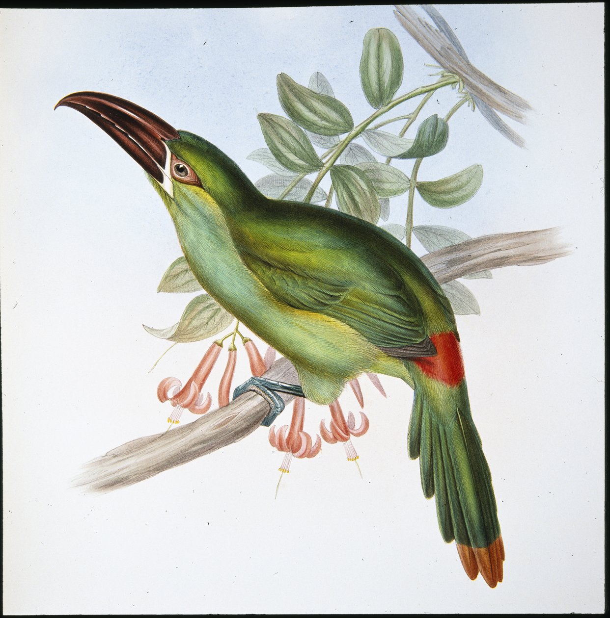 Blood-rump Groove-bill Toucan (Aulacoramphus Haematopygius) by John (after) Gould