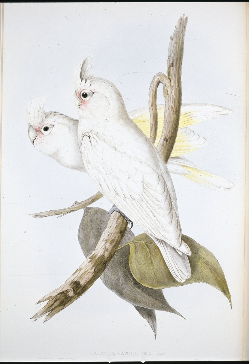 Blood-stained Cockatoo by John (after) Gould