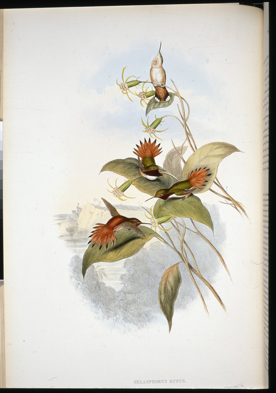 Blue-headed Sapphire by John (after) Gould