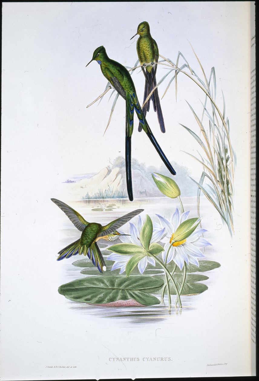 Blue-tailed Sylph by John (after) Gould