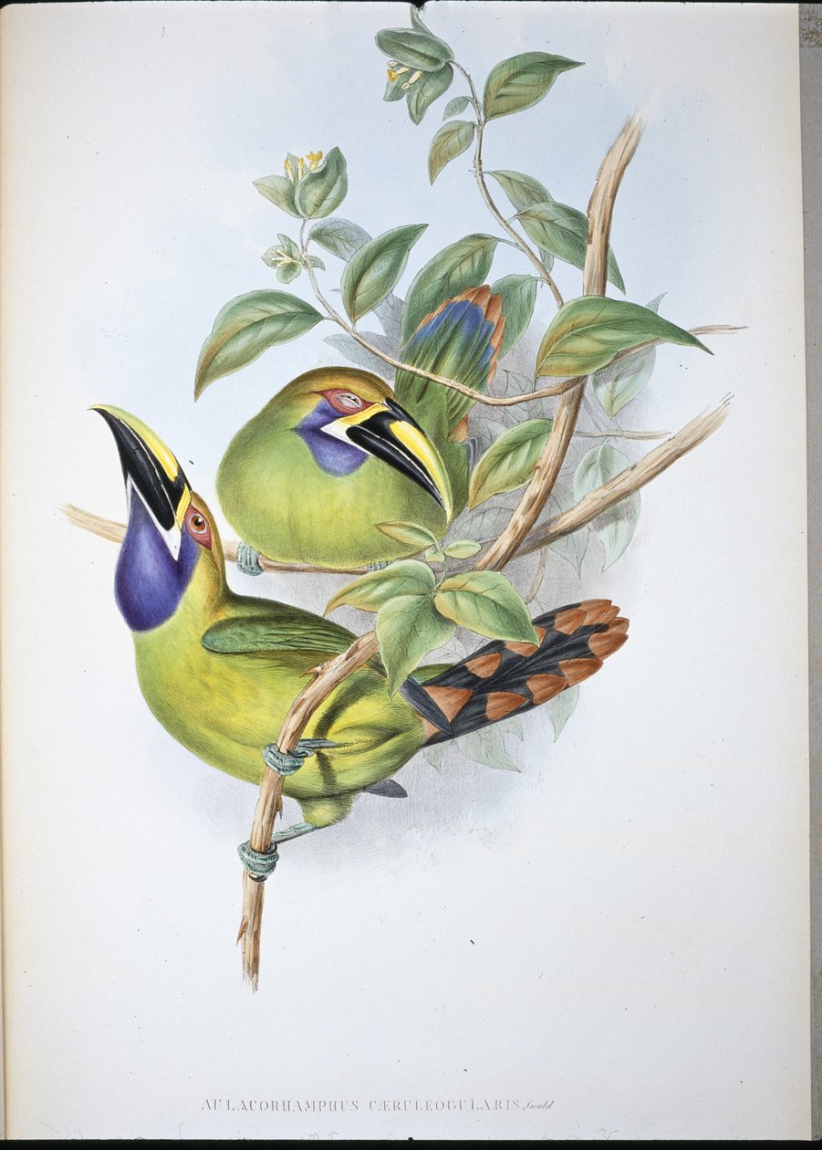 Blue-throated Groove-bill Toucan by John (after) Gould