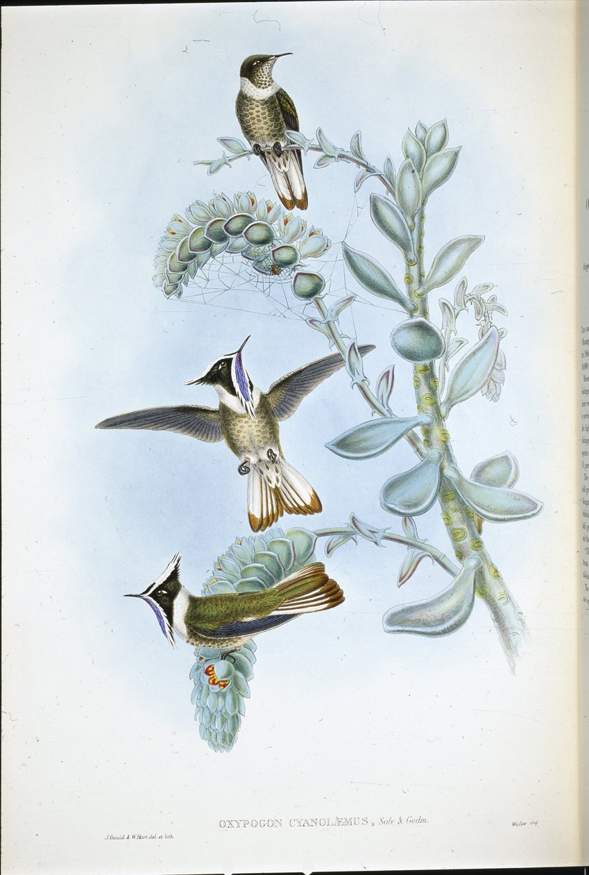 Blue-throated Hlemte Crest by John (after) Gould