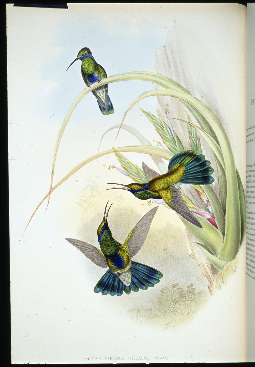 Bolivian Violet-ear (Petasophora Iolata) by John (after) Gould