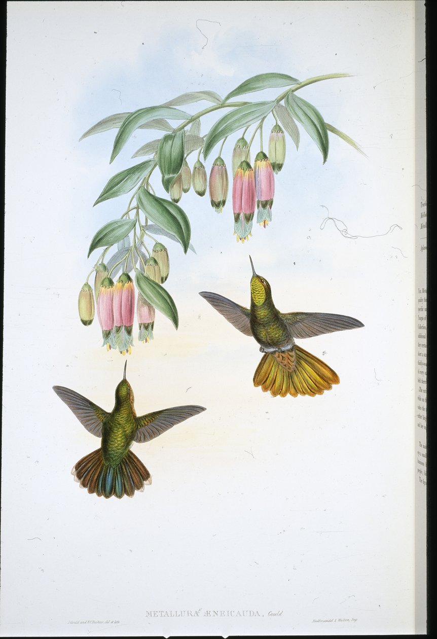 Brassy Tail (Metallura Aeneicauda) by John (after) Gould