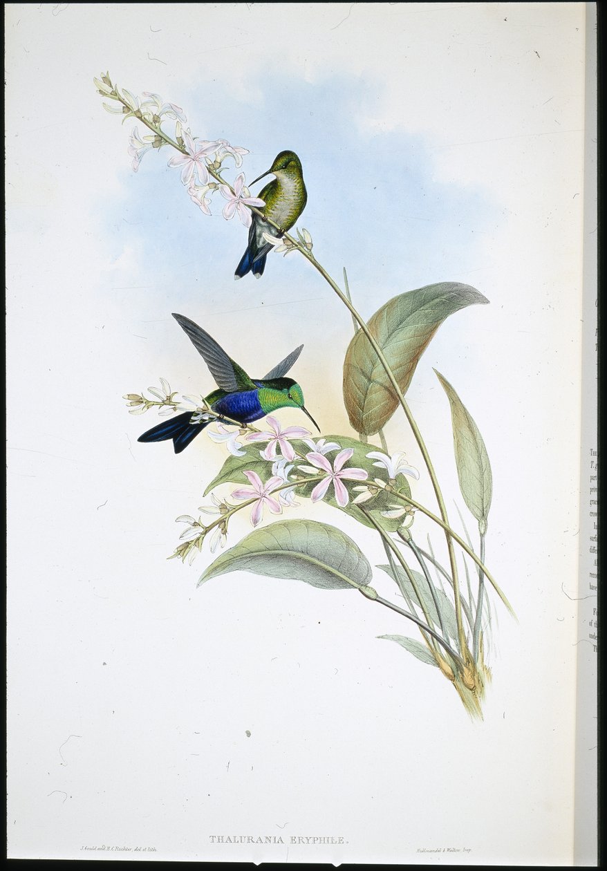 Brazilian Panoplites (Thalurania eryphile) by John (after) Gould