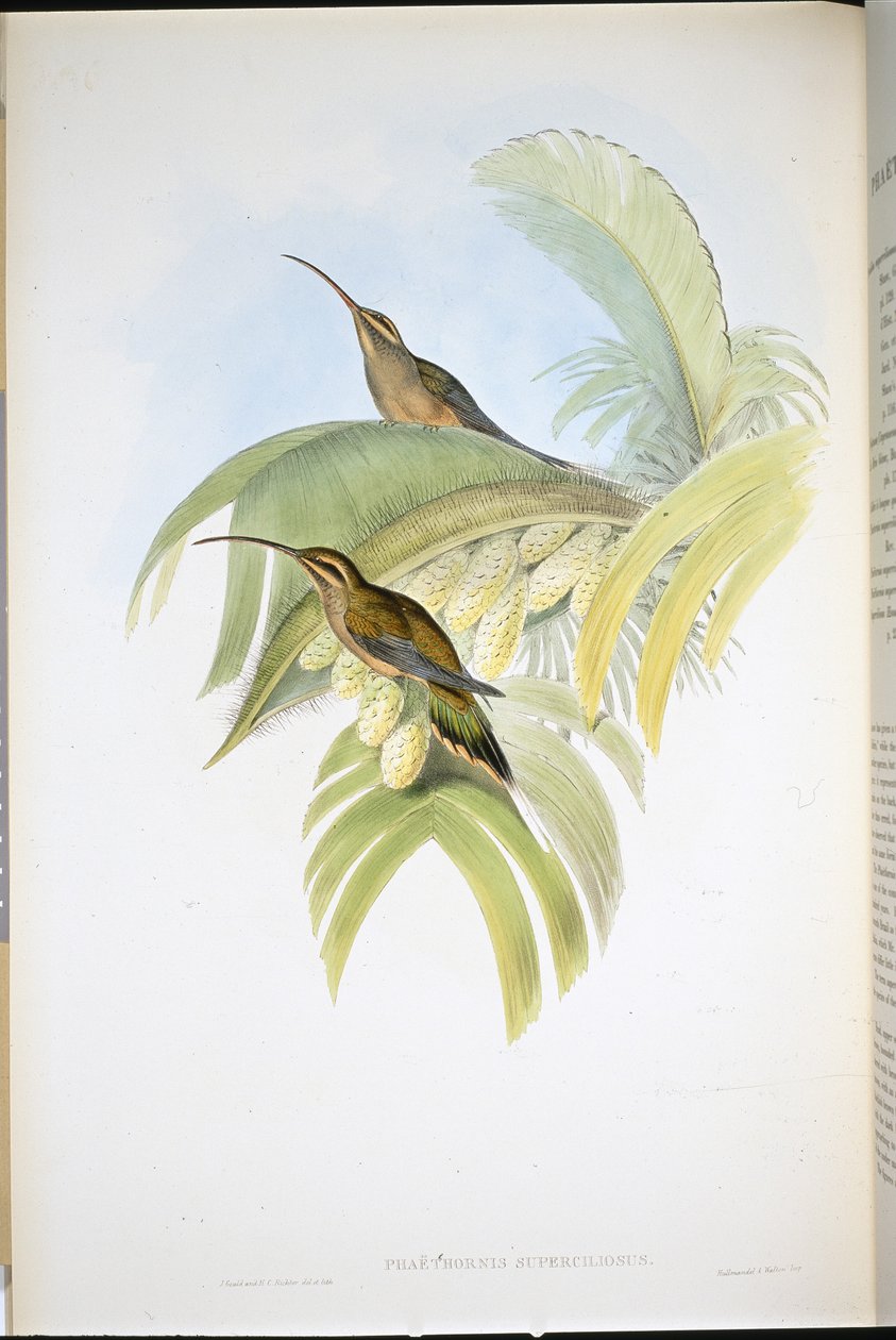 Cayenne Hermit by John (after) Gould