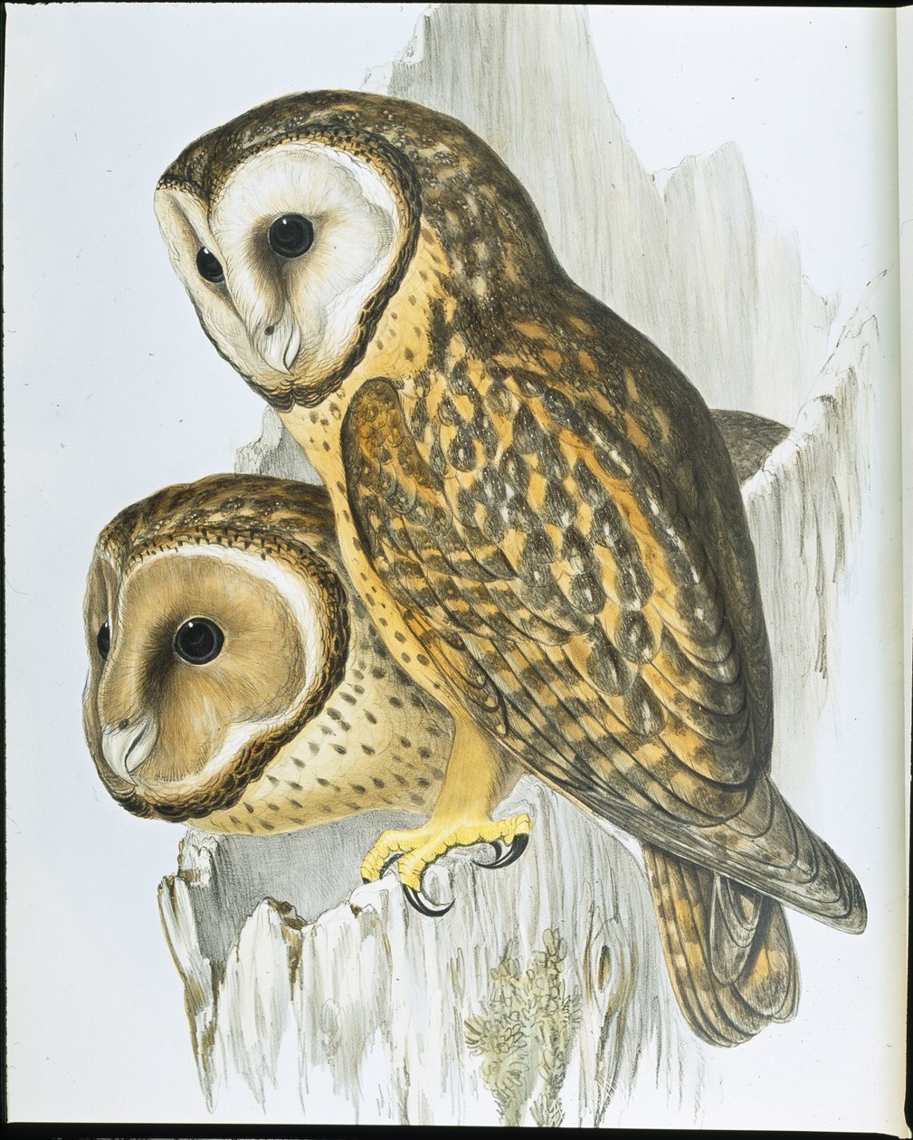 Chestnut faced Owl by John (after) Gould