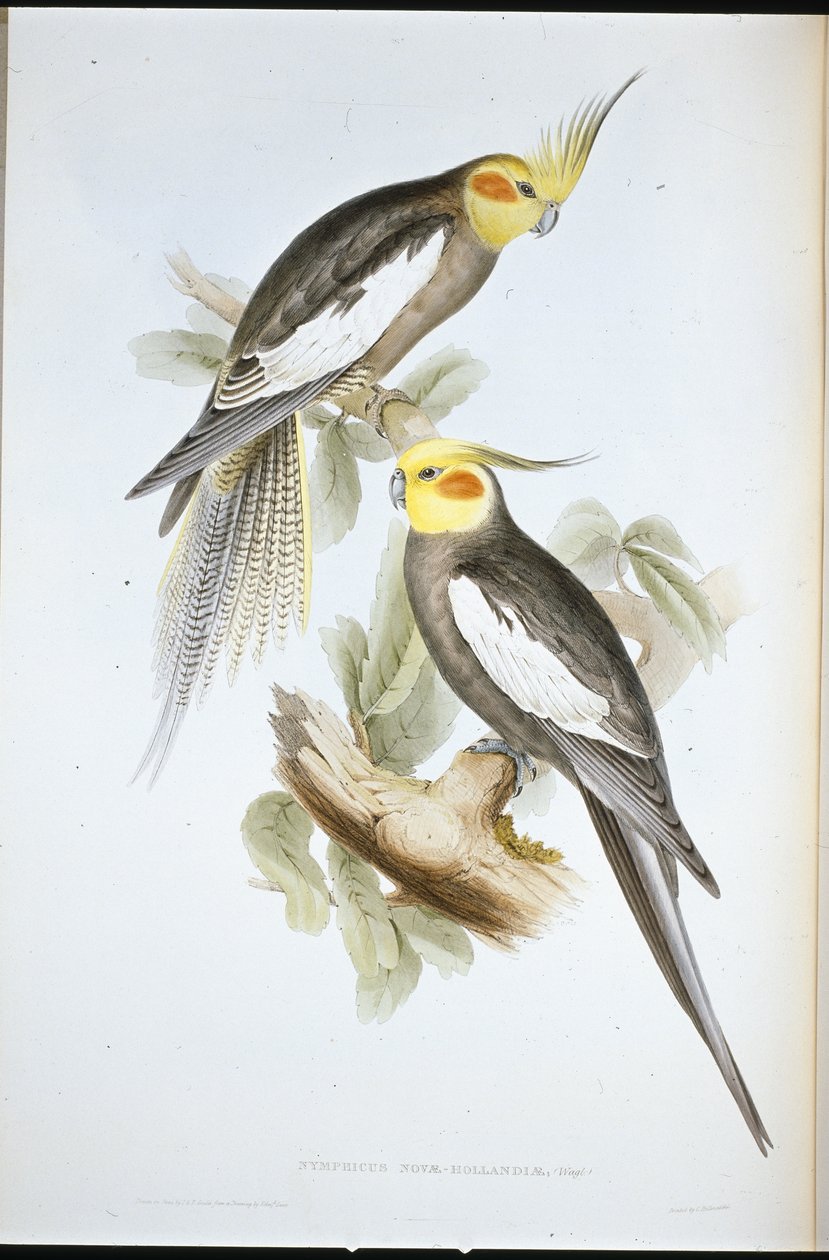 Cockatoo Parakeet by John (after) Gould