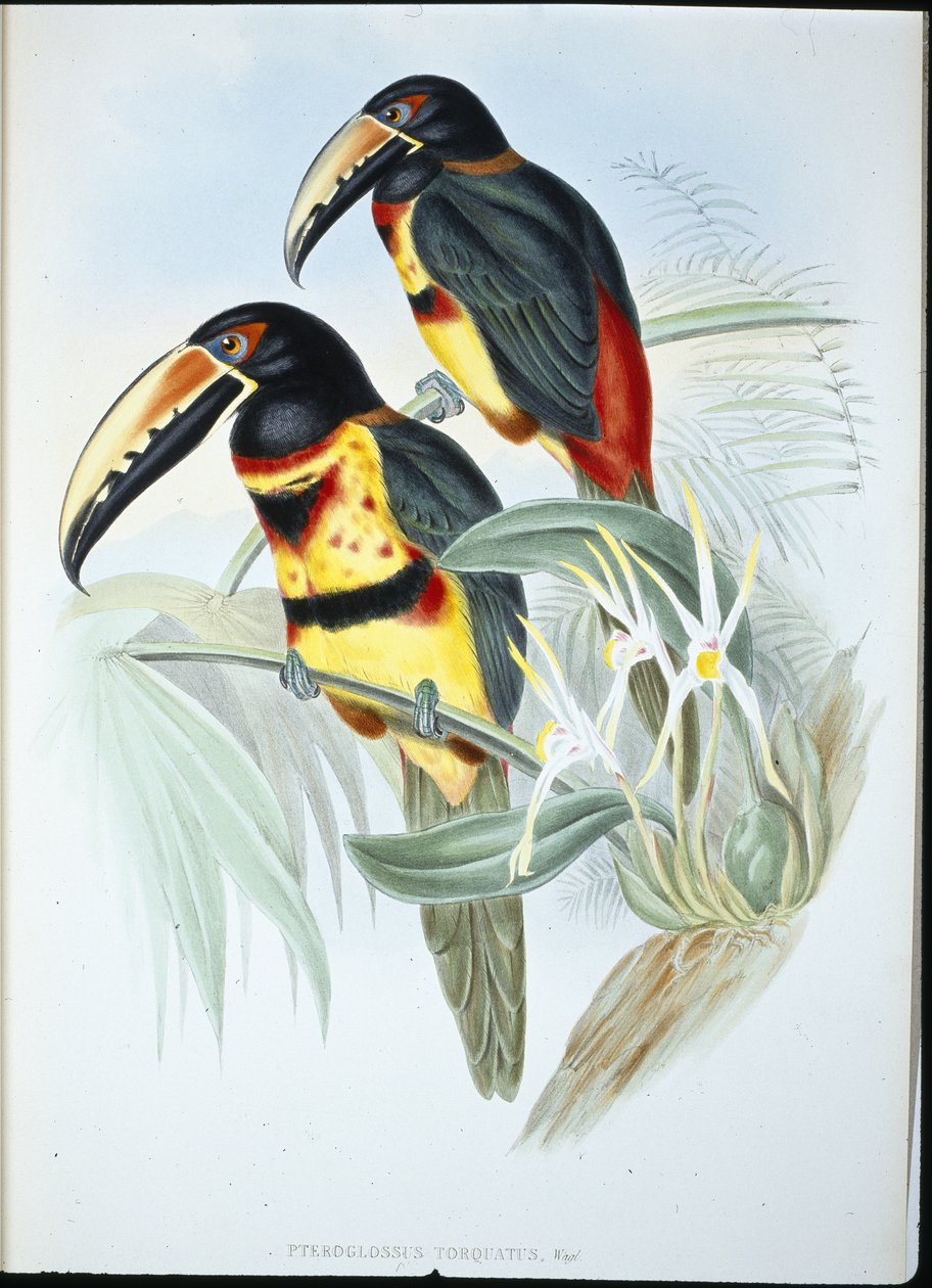 Collared Aracari by John (after) Gould