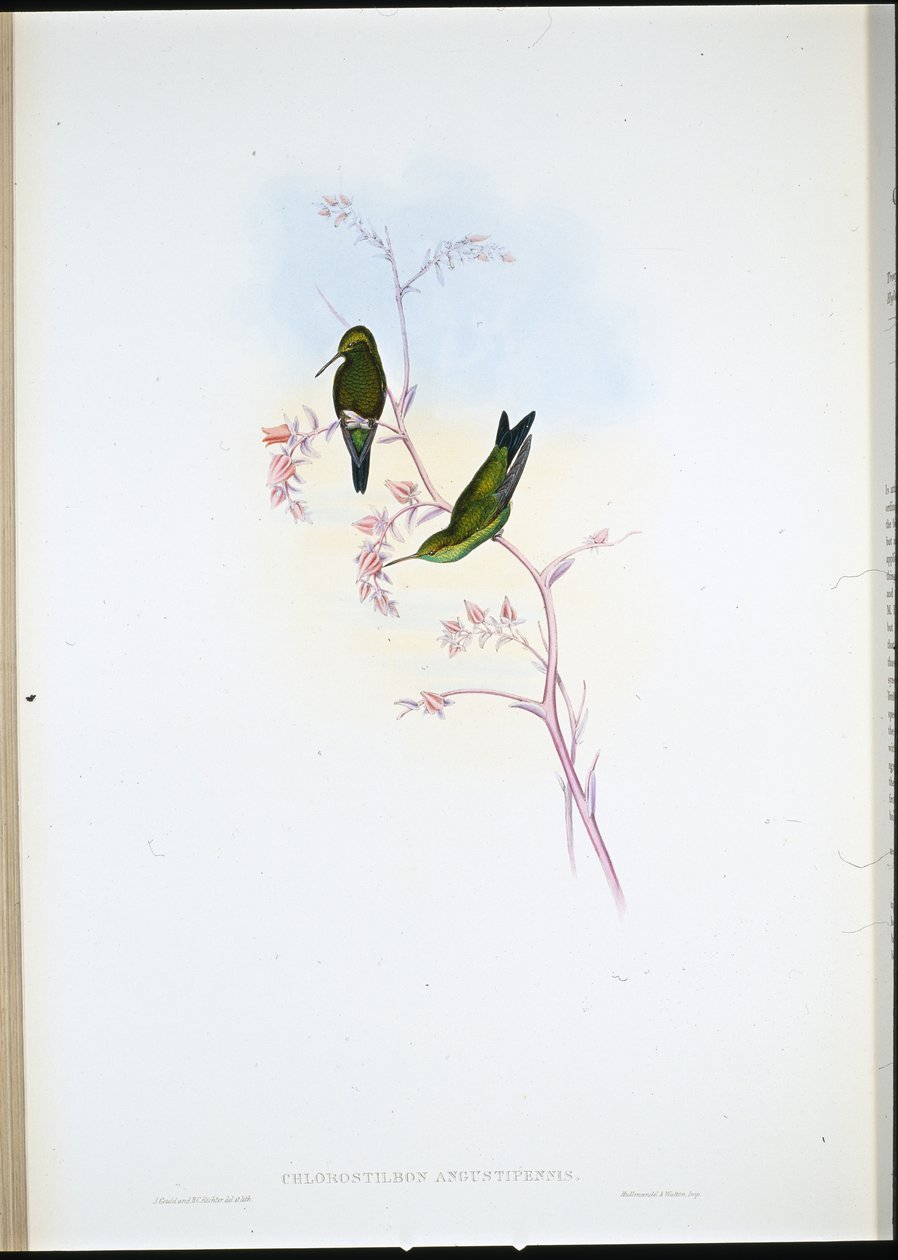 Columbian Emerald by John (after) Gould