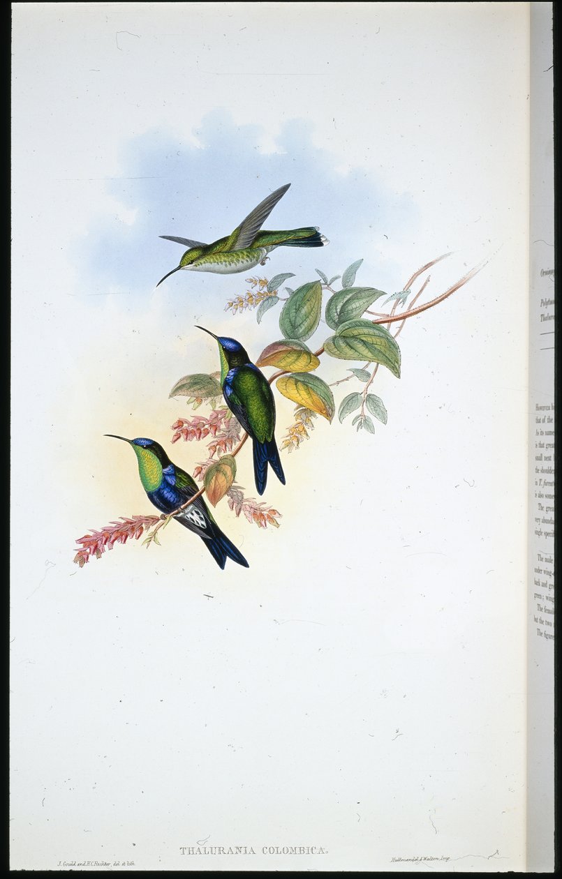 Columbian Panoplites / Columbian Wood-nymph (Thalurania colombica) by John (after) Gould