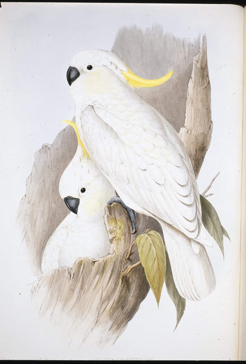Crested Cockatoo by John (after) Gould