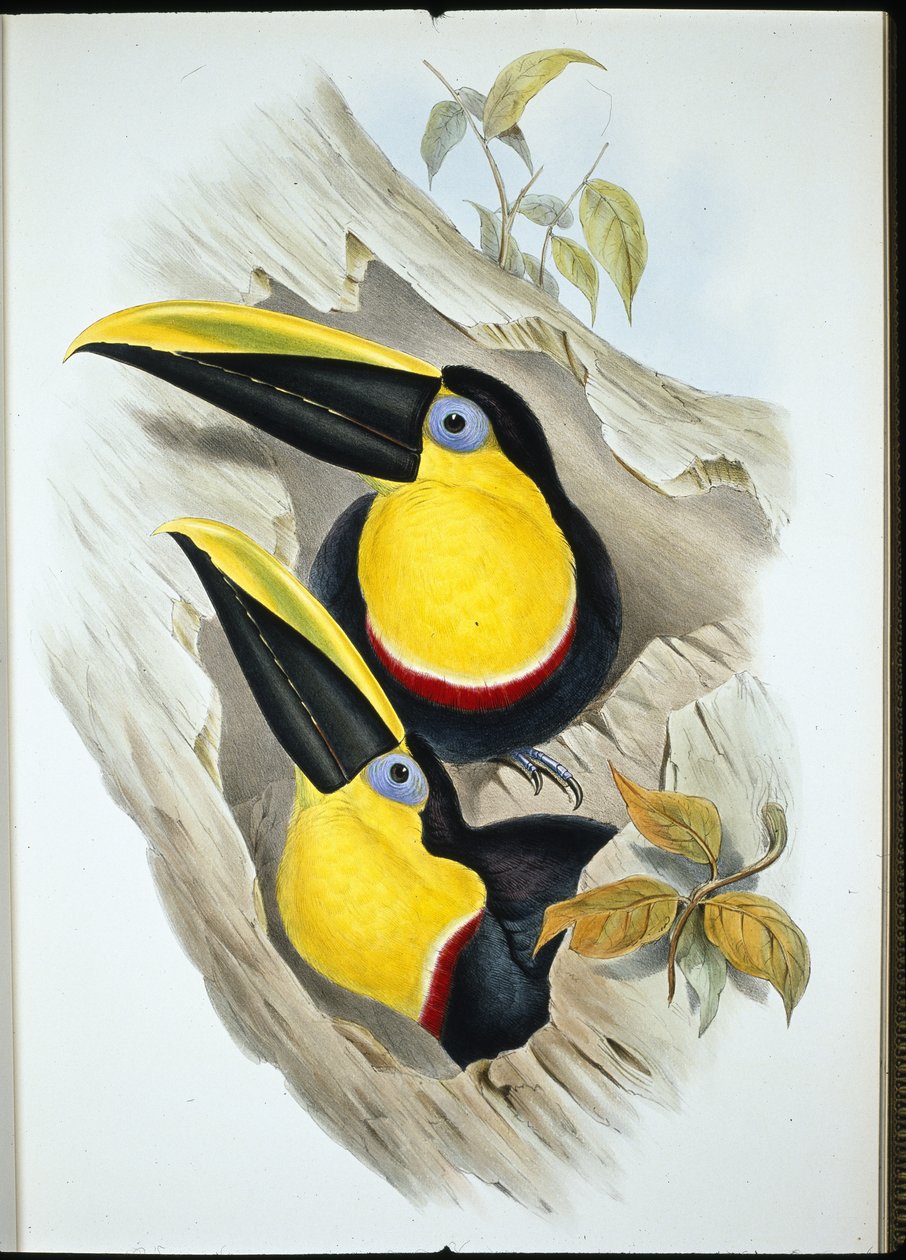 Doubtful Toucan by John (after) Gould