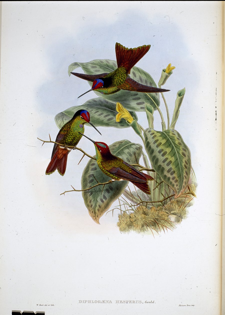 Ecuadorean Rainbow by John (after) Gould
