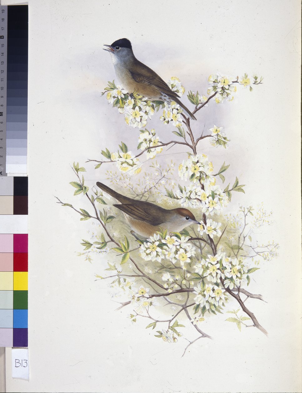 Eurasian Blackcap (Sylvia atricapilla) by John (after) Gould