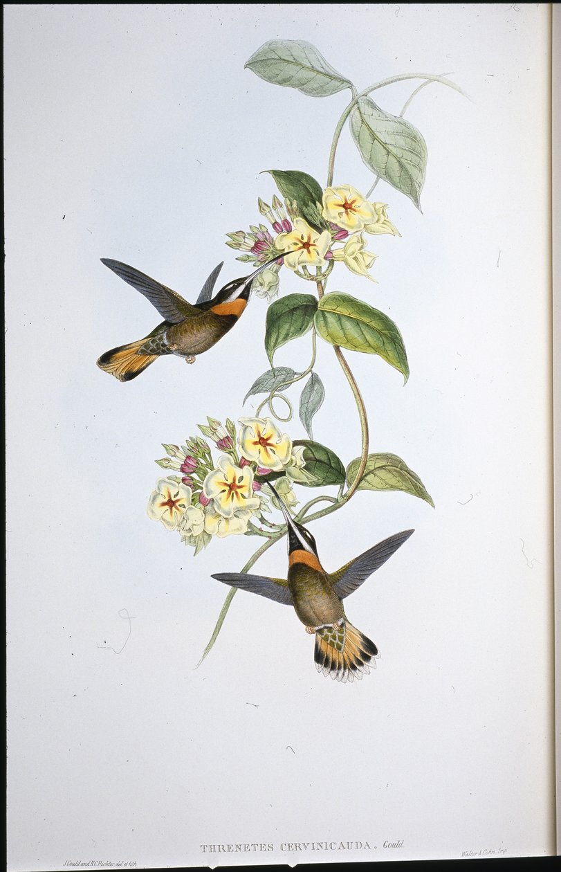 Fawn-tailed Barbed-throat Hummingbird by John (after) Gould