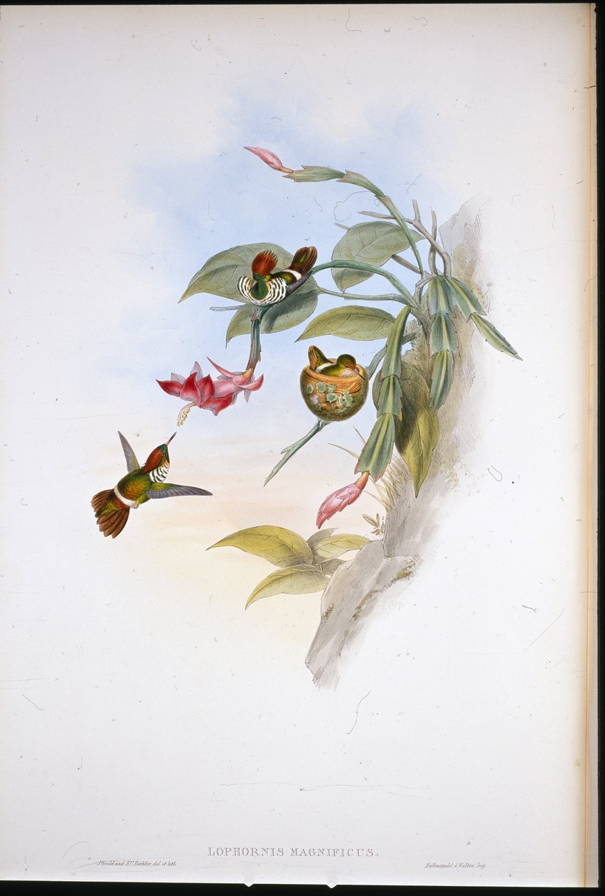 Frilled Coquette by John (after) Gould