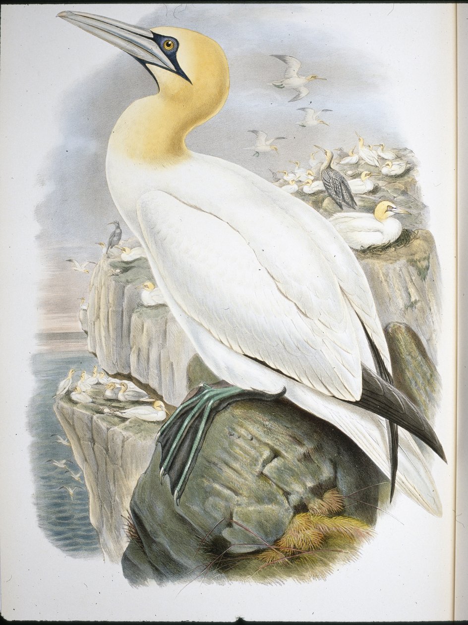 Gannet by John (after) Gould