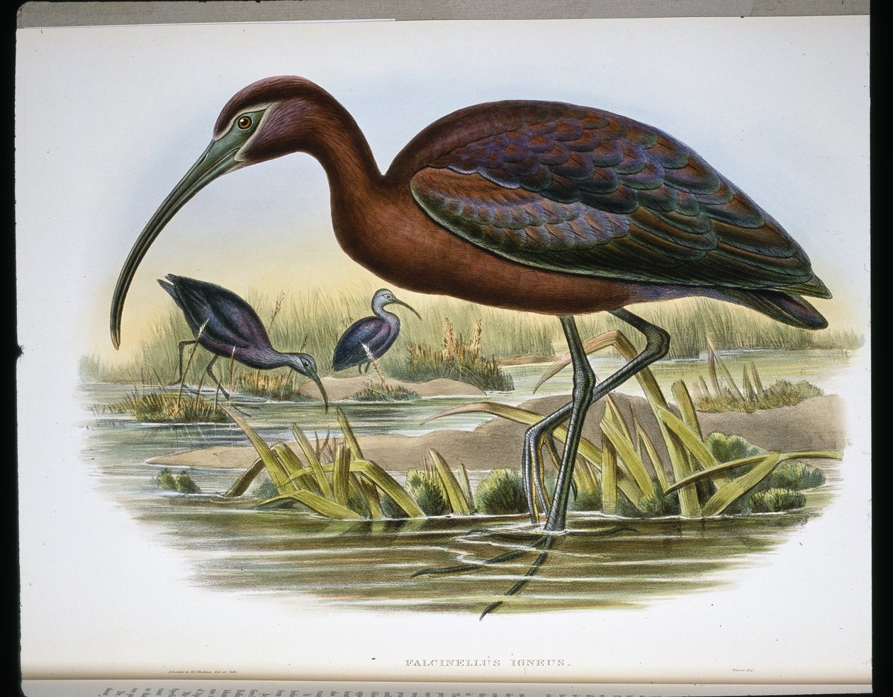 Glossy Ibex by John (after) Gould