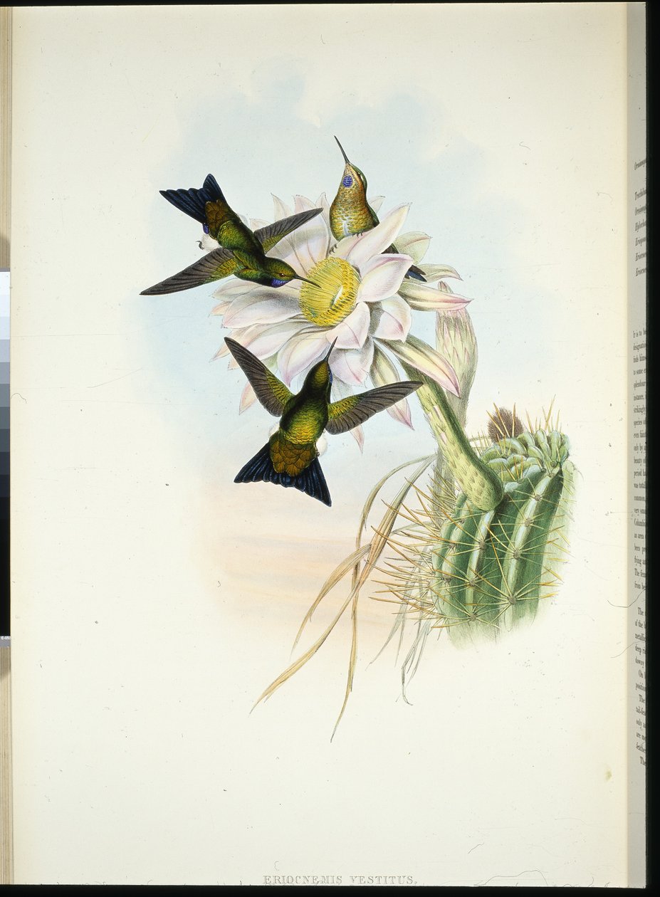 Glowing Puff-leg (Eriocnemis vestitus) by John (after) Gould