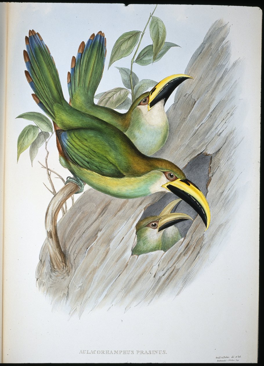 Golden-green Groovebill Toucan by John (after) Gould