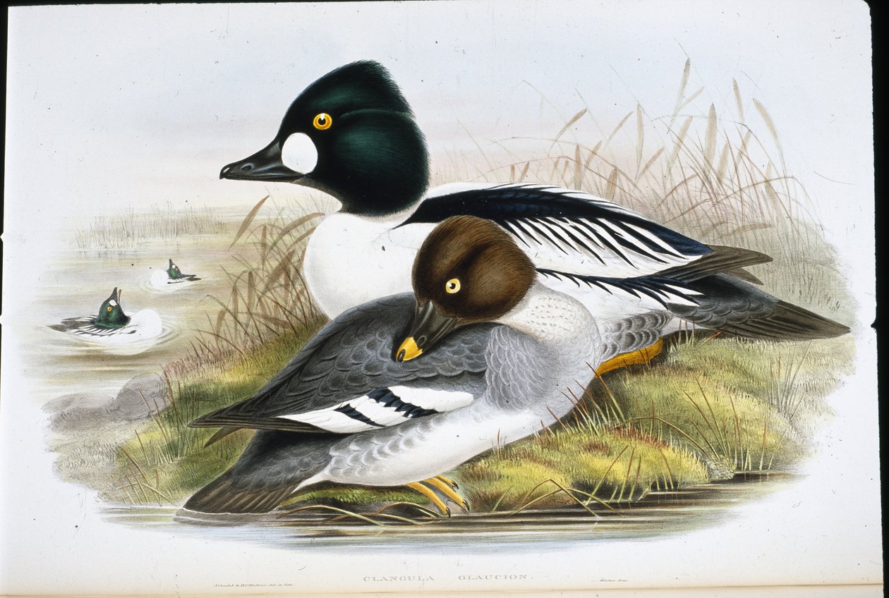 Golden Eye by John (after) Gould
