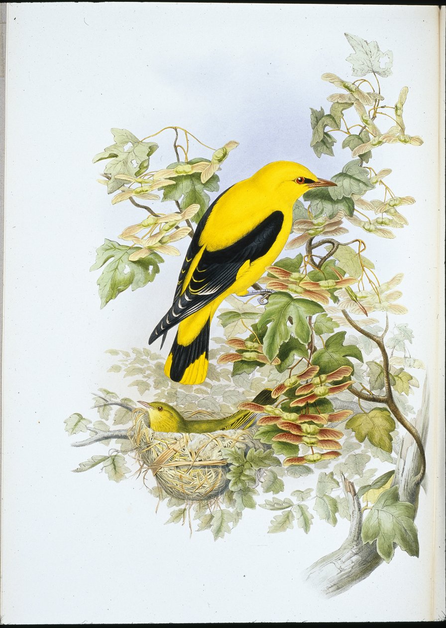 Golden Oriole (Oriolus Galbula) by John (after) Gould
