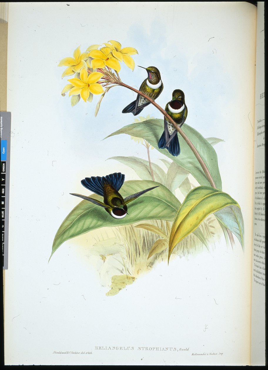Gorgeted Sun Angel by John (after) Gould