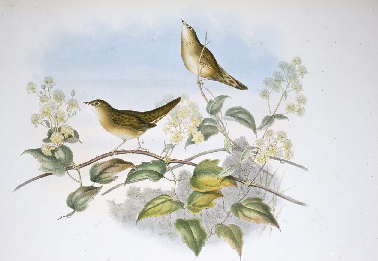 Grasshopper Warbler by John (after) Gould