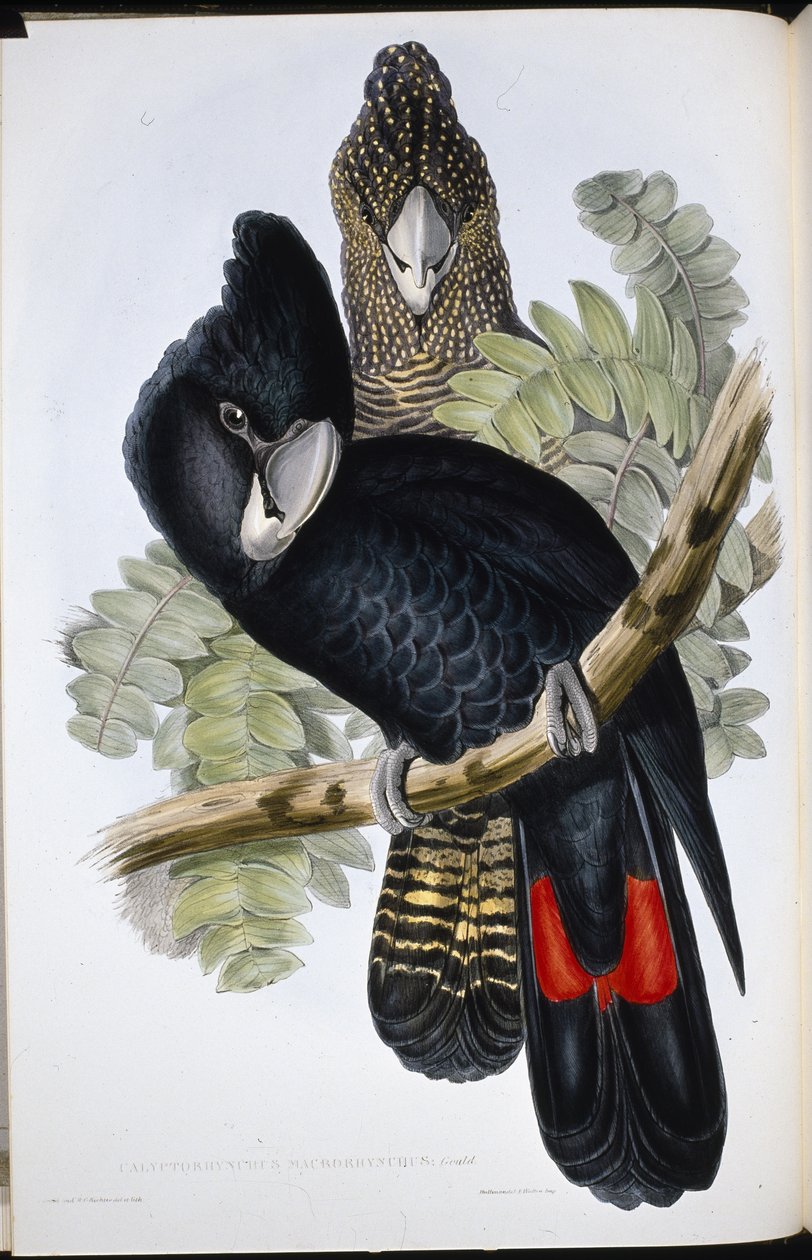 Great Billed Black Cockatoo by John (after) Gould