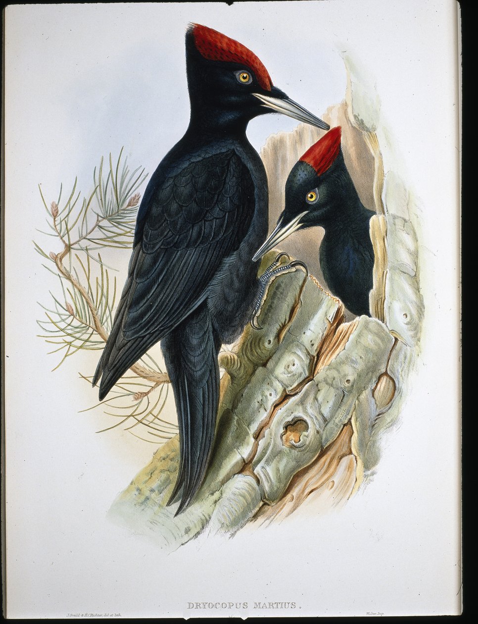 Great Black Woodpecker (Dryocopus Martius) by John (after) Gould