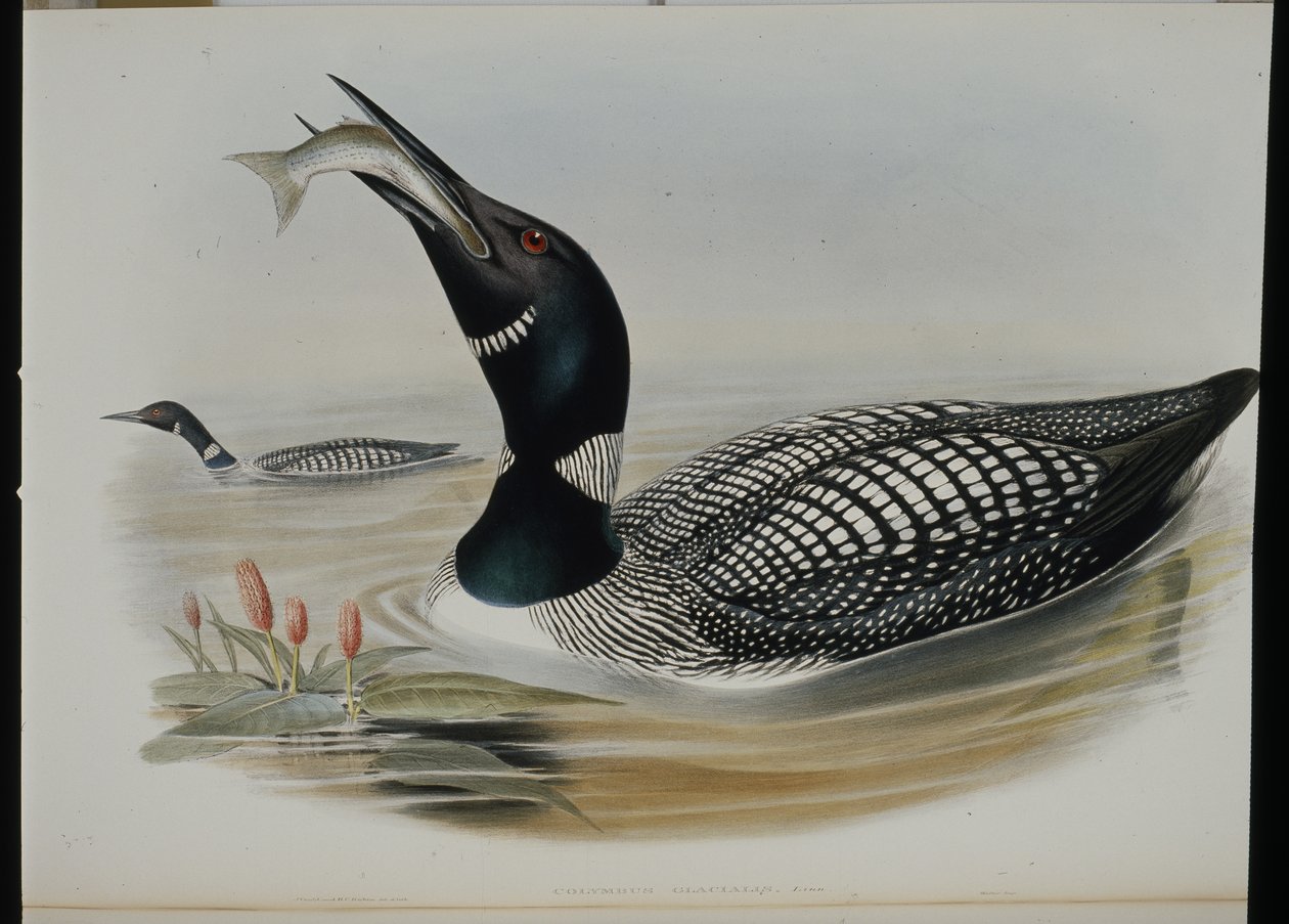 Great Northern Diver (Colymbus Glacialis) by John (after) Gould
