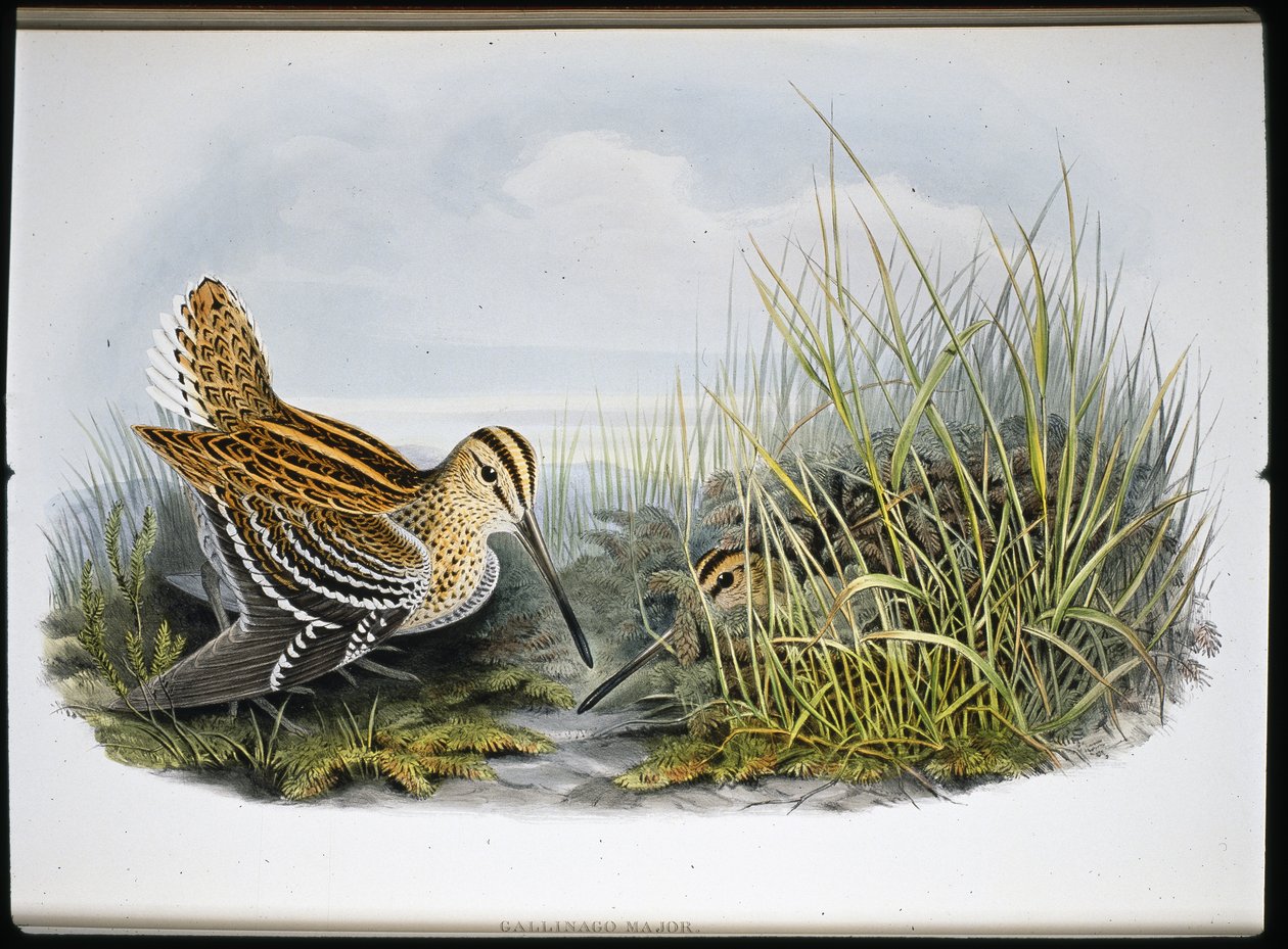 Great Snipe by John (after) Gould
