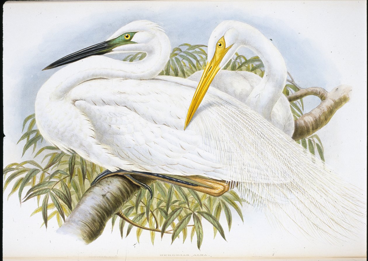 Great White Egret by John (after) Gould