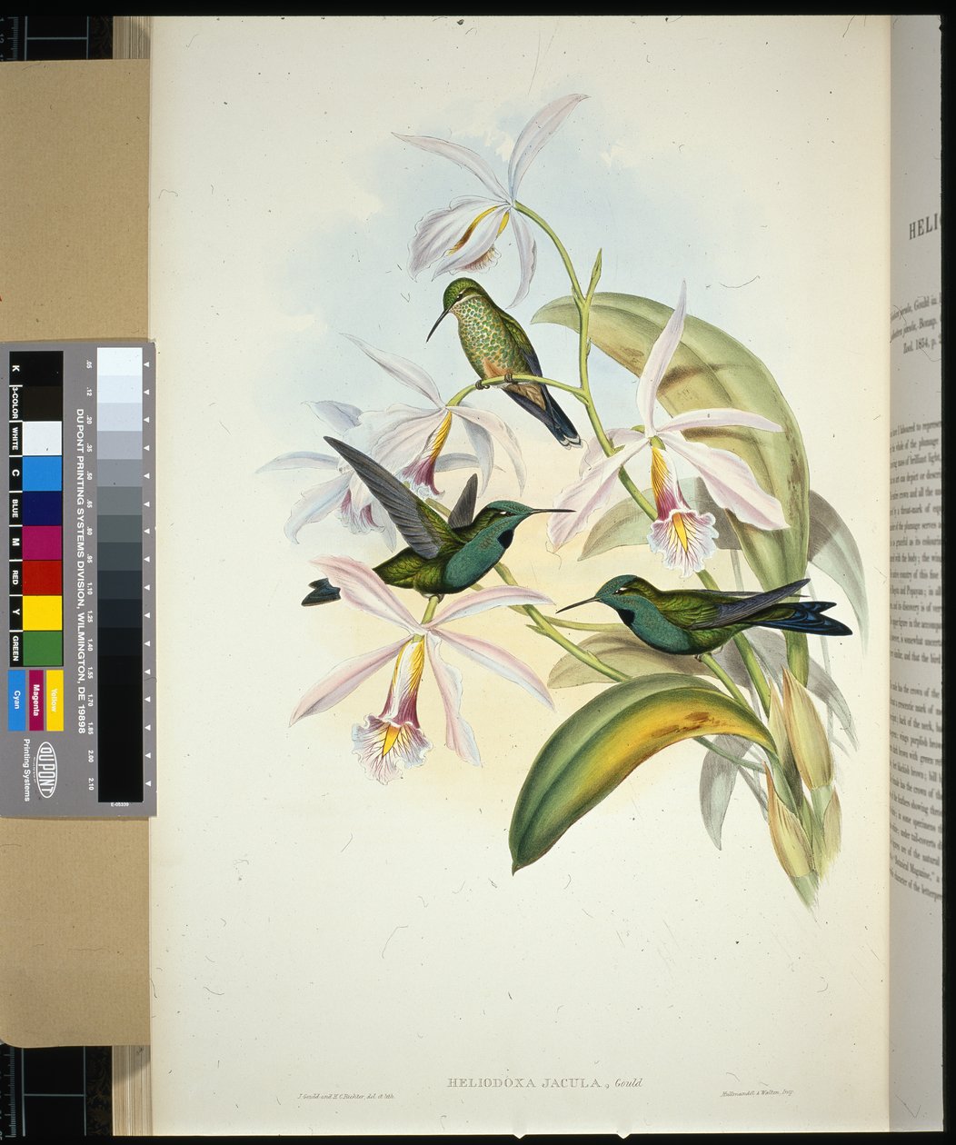 Green-crowned Brilliant (Heliodoxa jacula) by John (after) Gould
