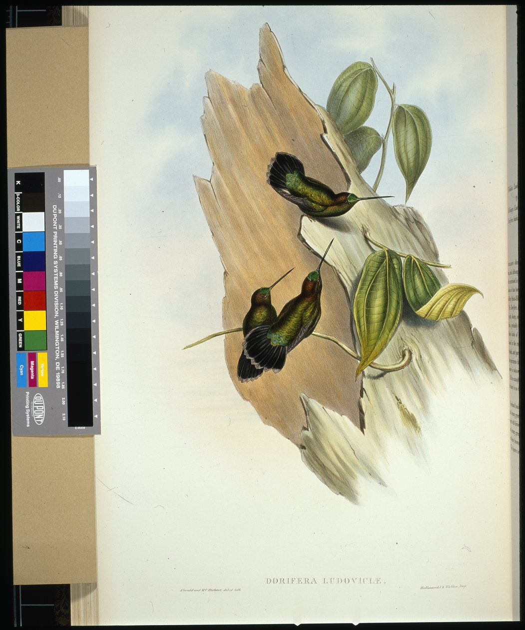 Green-fronted Lance-bill (dorifera ludoviciae) by John (after) Gould