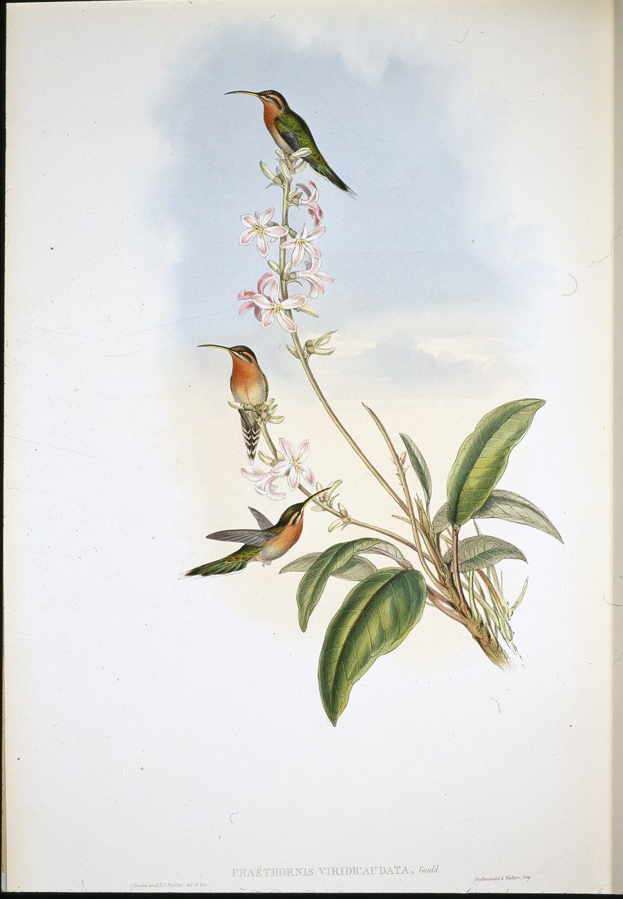 Green-tailed Hermit by John (after) Gould