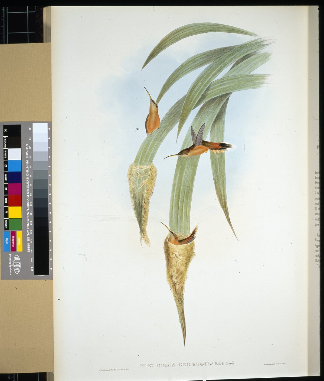 Grey-throated Hermit by John (after) Gould