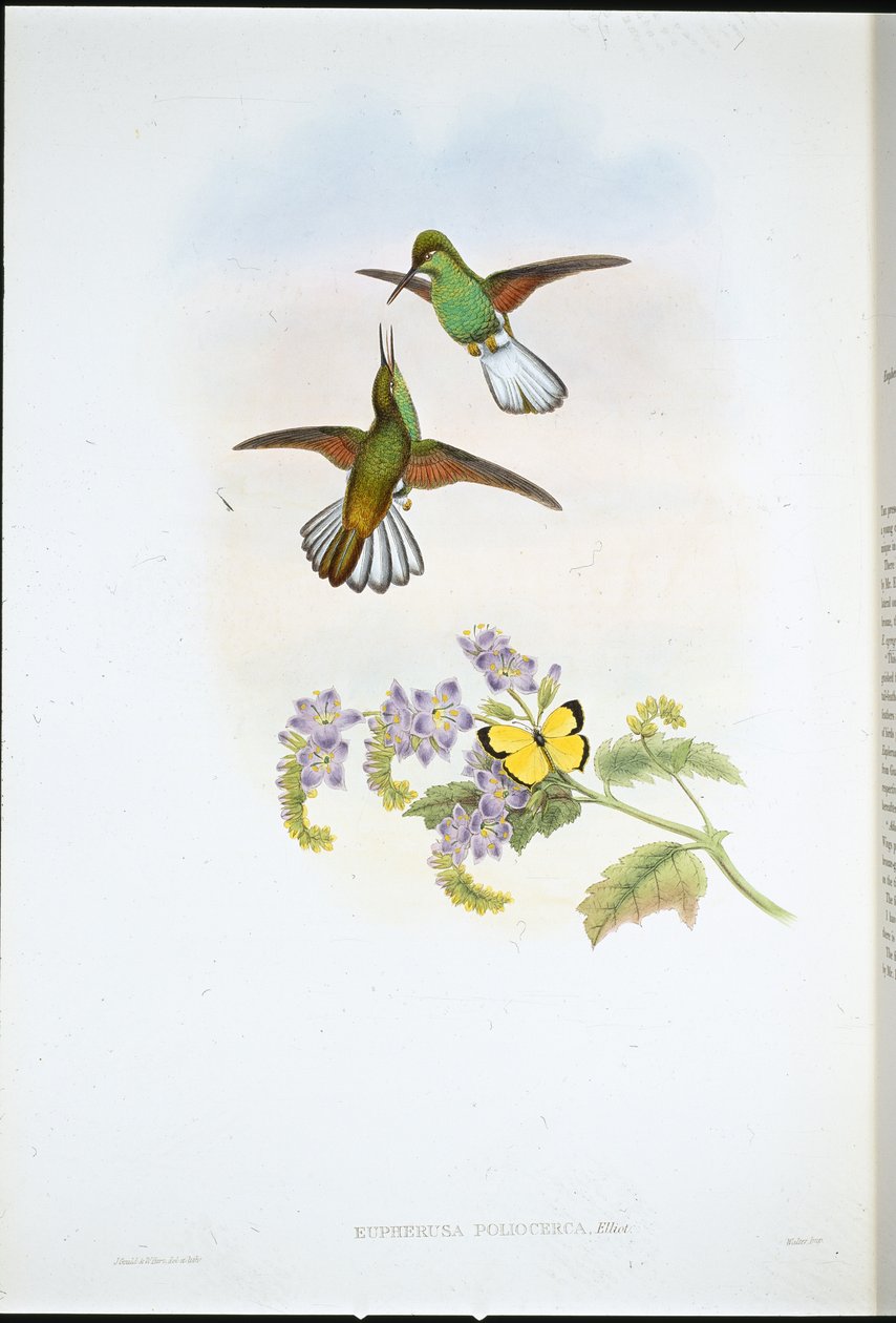 Grey Stripetail by John (after) Gould