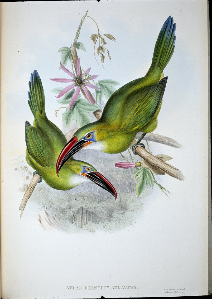 Groove-Bill Toucan by John (after) Gould