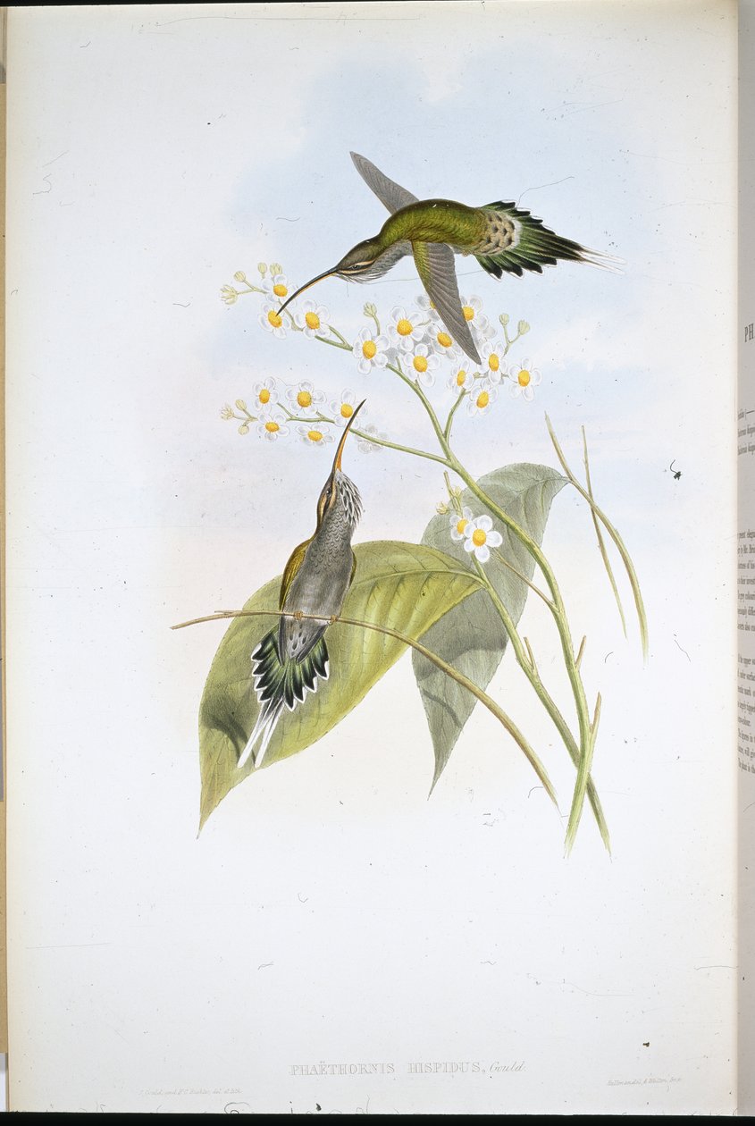 Hairy Hermit by John (after) Gould