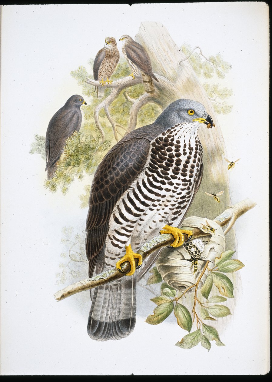 Honey Buzzard by John (after) Gould
