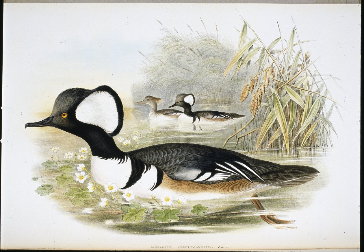 Hooded Merganser by John (after) Gould