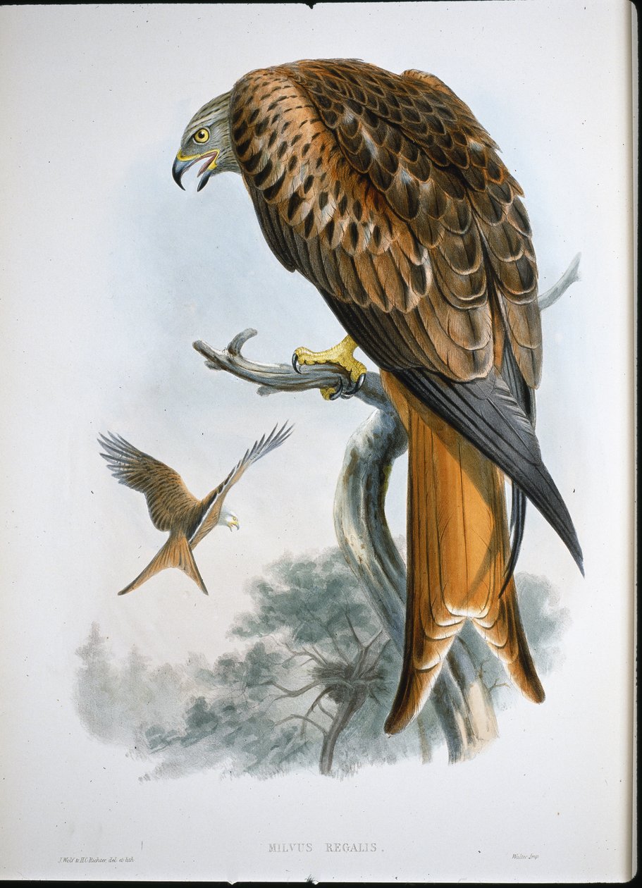 Kite of Glead by John (after) Gould
